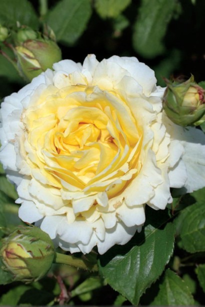 Троянда плетиста ‘Сірано де Бержерак’|Rosa climber Cyrano de Bergerac|Роза плетистая ‘Сирано де Бержерак’